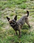 Piesek Chihuahua pręgowany