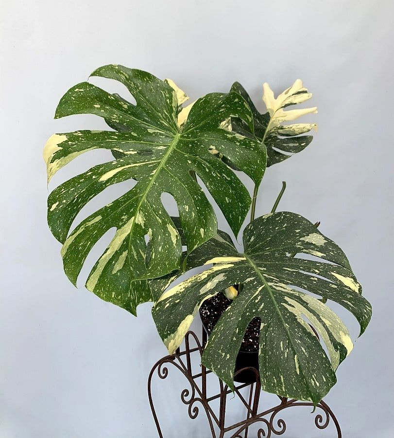 Monstera Thai Constellation