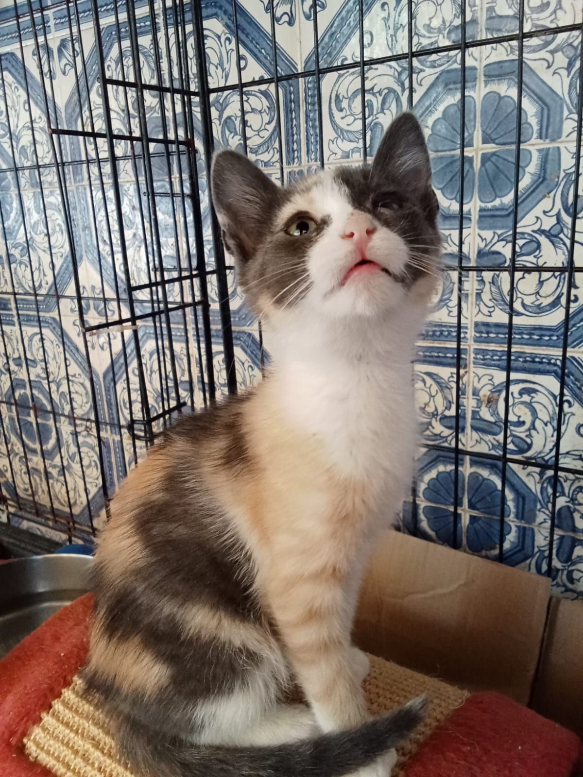 Gatinhas bebés com esterilização gratuita para adoção