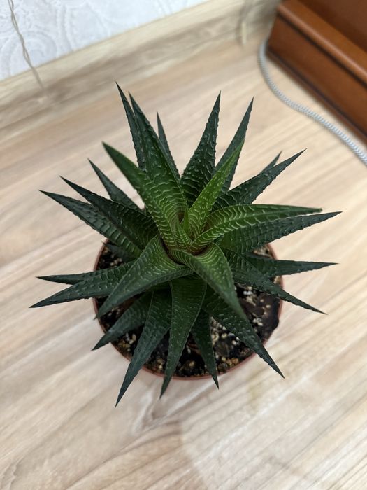 Haworthia limifolia, хавортія ліміфолія, сукулент