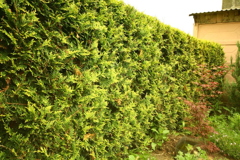 Tuja duże tuje aureospicata nie brabant szmaragd, dowóz