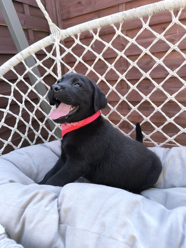 Labrador Retriever Sid czarny gotowy do odbioru