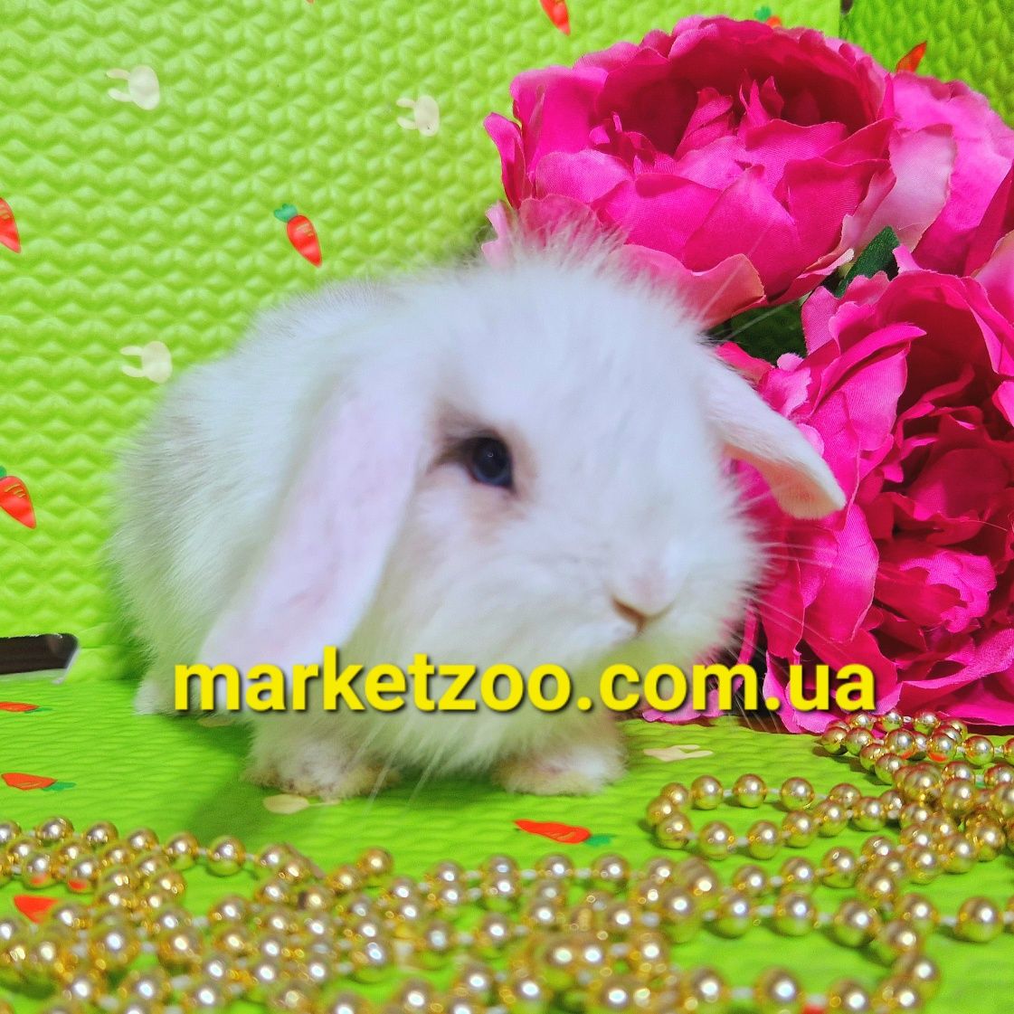 Mini lop мини міні карликовые кролики вислоухий баранчик білий