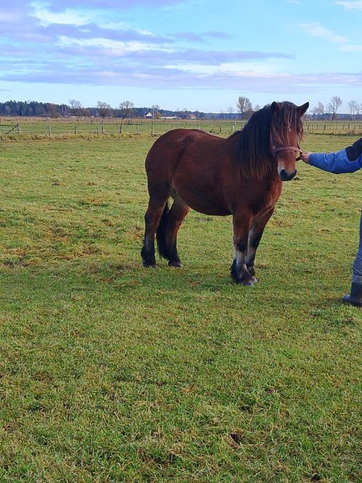 Sprzedam konie zimnokrwiste