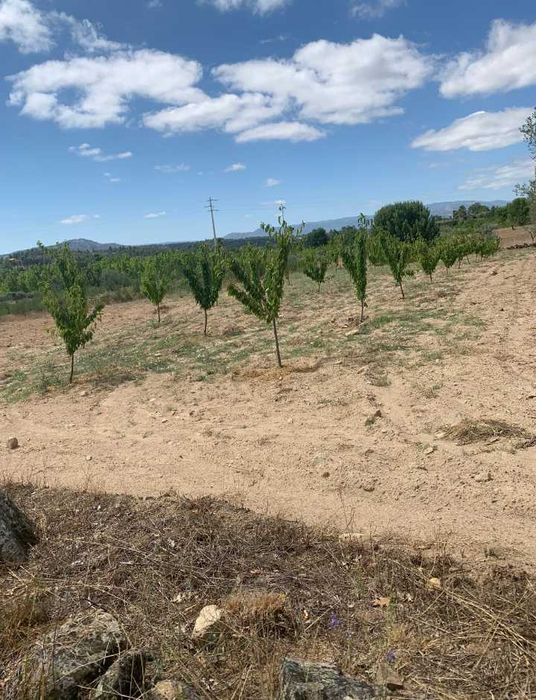 Terreno rústico com oliveiras e cerejeiras   em Carnicães/Trancoso