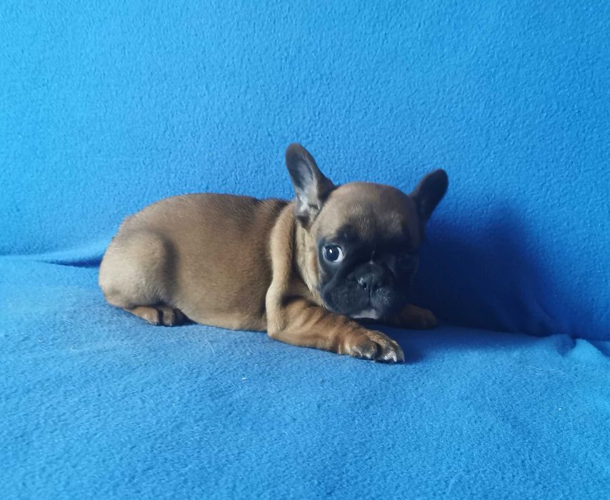 Dziewczynka  BULDOG FRANCUSKI !!