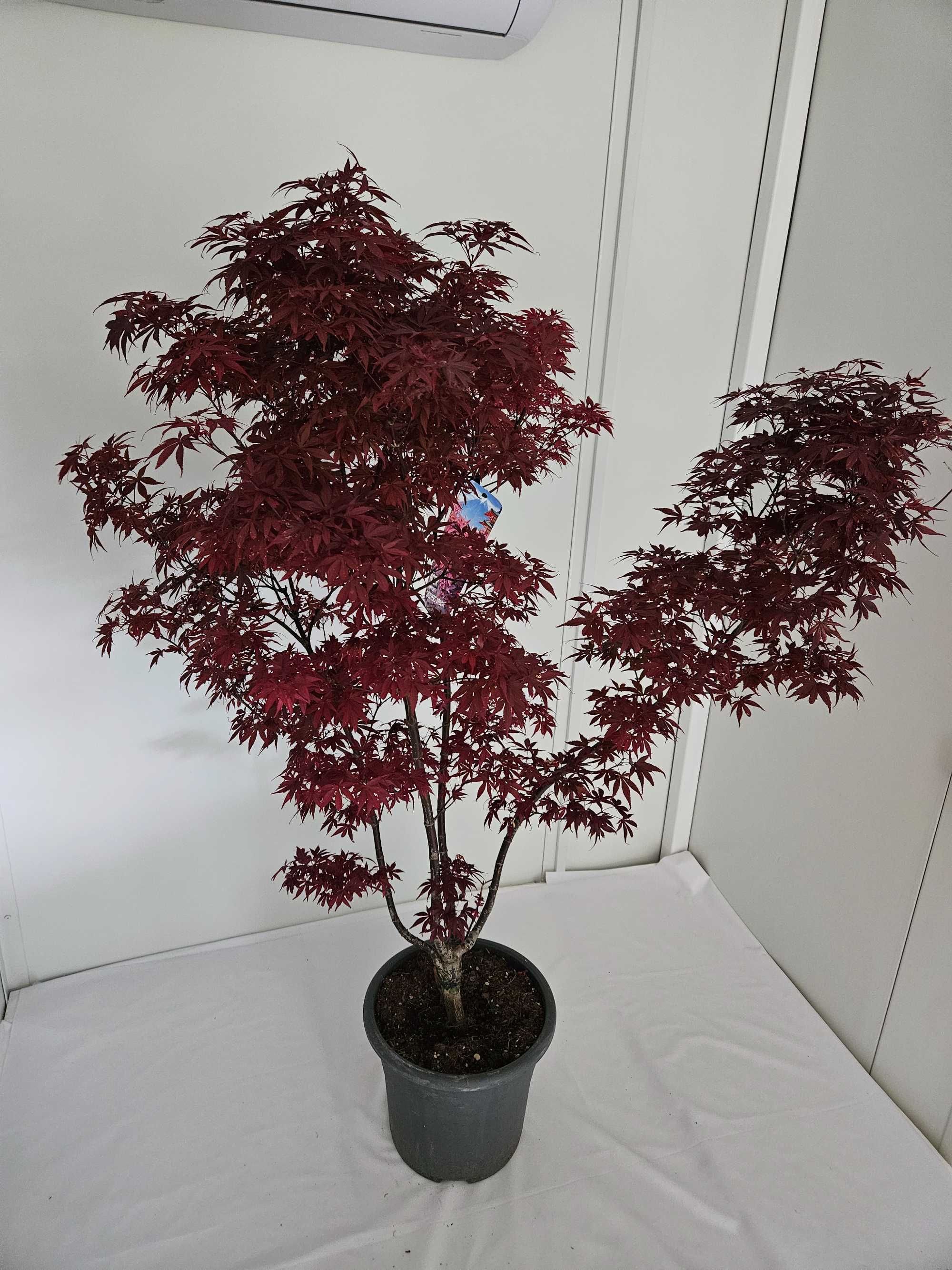 Bonsai – Klon japoński palmowy 'Skeeter's Broom' (Acer palmatum)