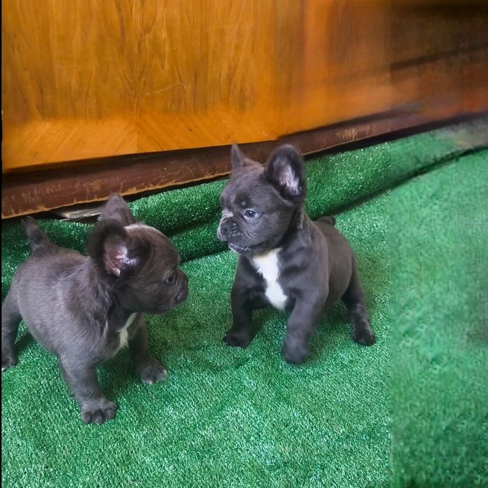 Французский бульдог  в Голубом окрасе щенки^