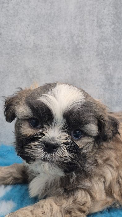 SHIH TZU śliczny piesek do rezerwacji