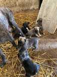 Cachorros fila de São Miguel