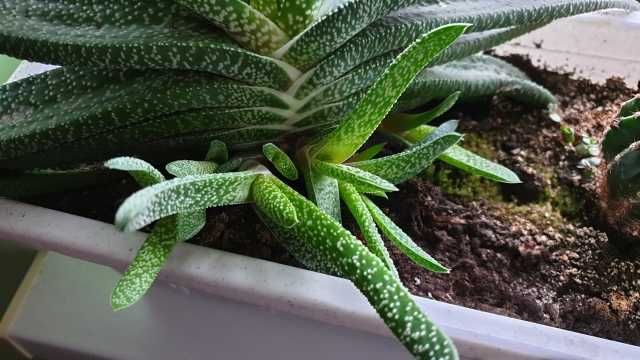 041. Gasteria sukulent, sukulenty, kaktus