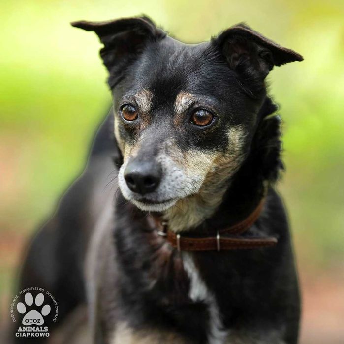 Czekuś szuka kochającego domu! OTOZ Animals Ciapkowo