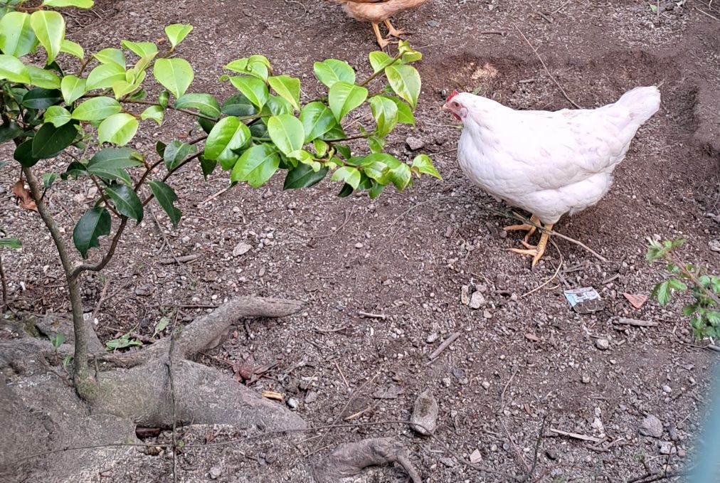 Ovos galados de jersey gigante azul, jersey gigante negra e leghorn