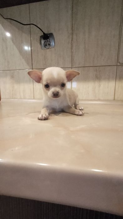 Śliczne szczenię -Chihuahua