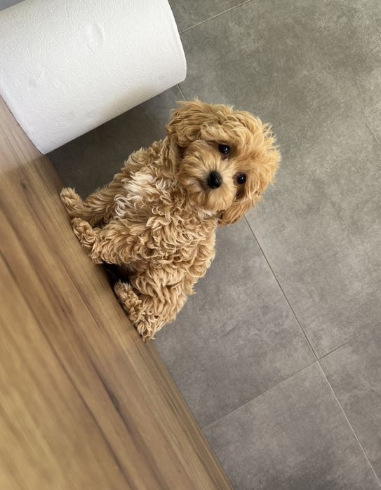 Maltipoo F1 Wyjatkowe z Rodowodem