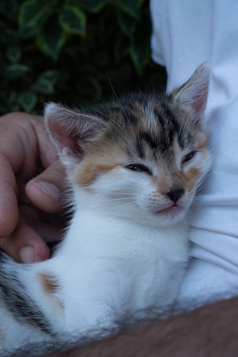 Oddam kotę w dobre ręce