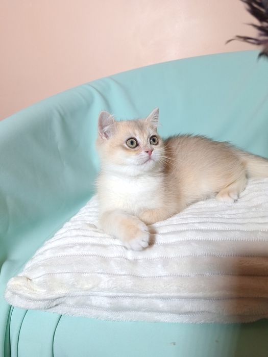 Блакитна золота шиншила.