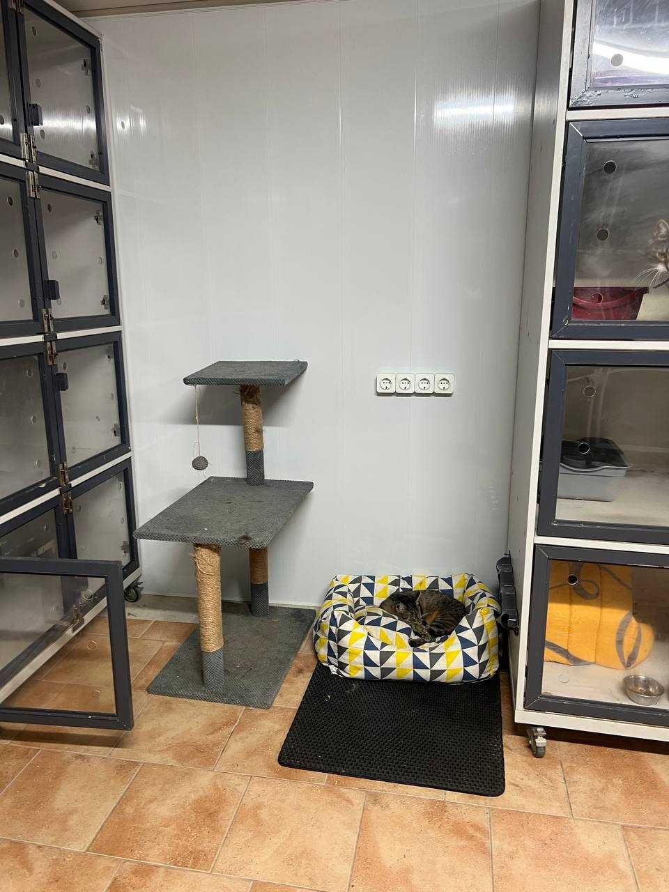 Перетримка для котів КОТОСТАНЦІЯ, м. Київ, 100грн\доба