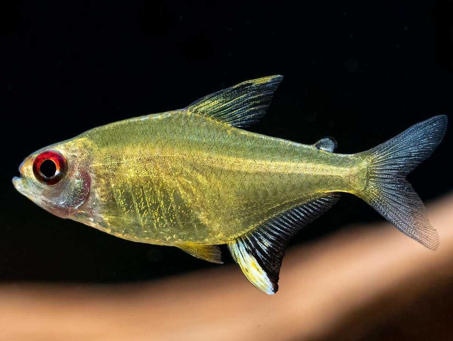 Bystrzyk pięknopłetwy, cytrynka. Cetarius