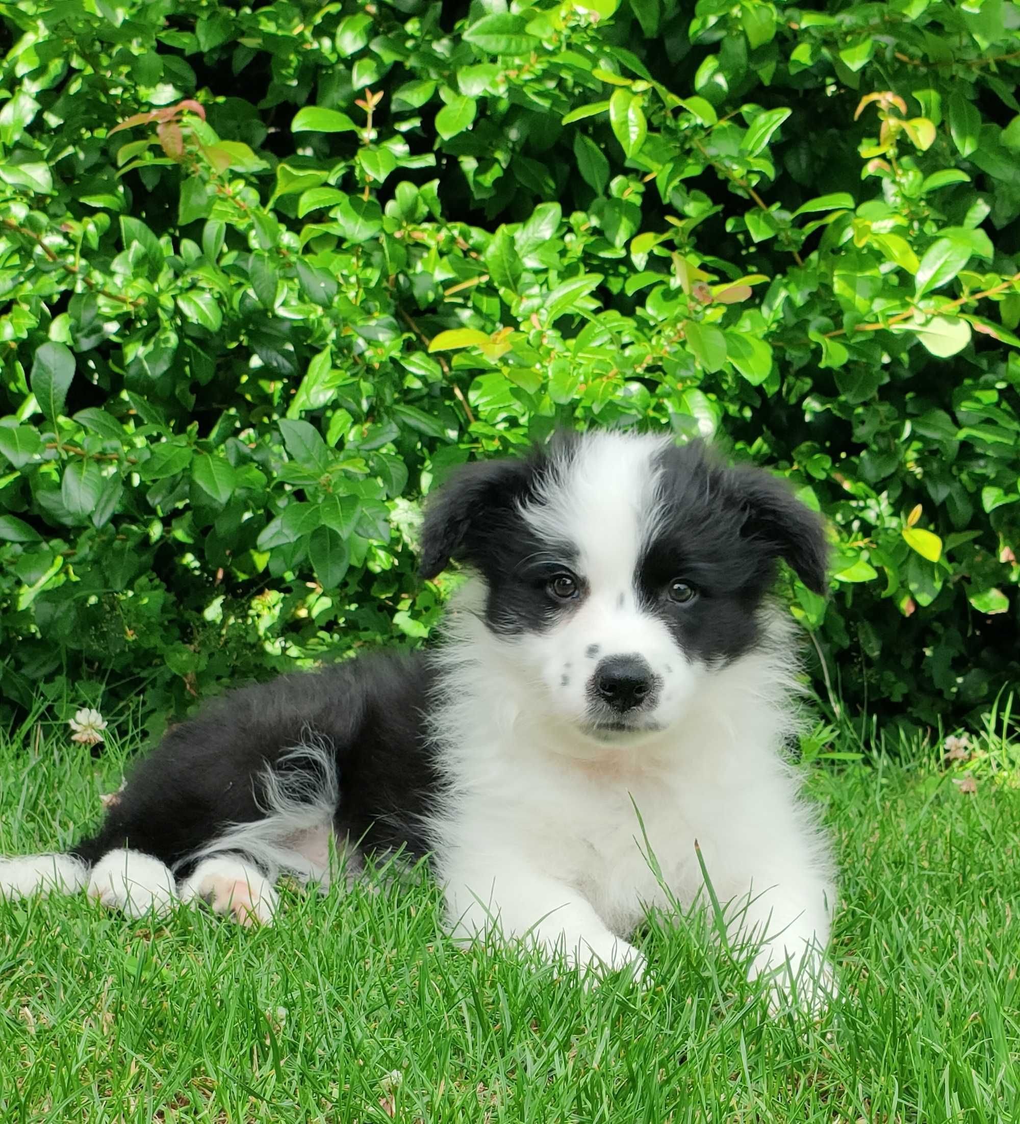 Suczka Border Collie -szczeniak