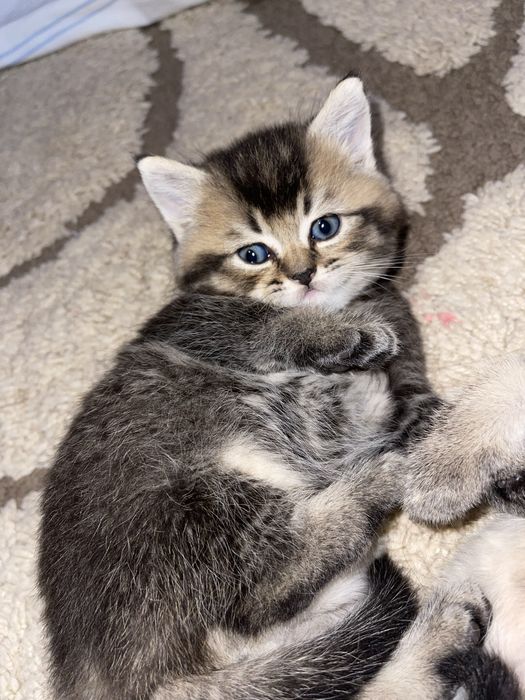 Золота шиншила чистокровна