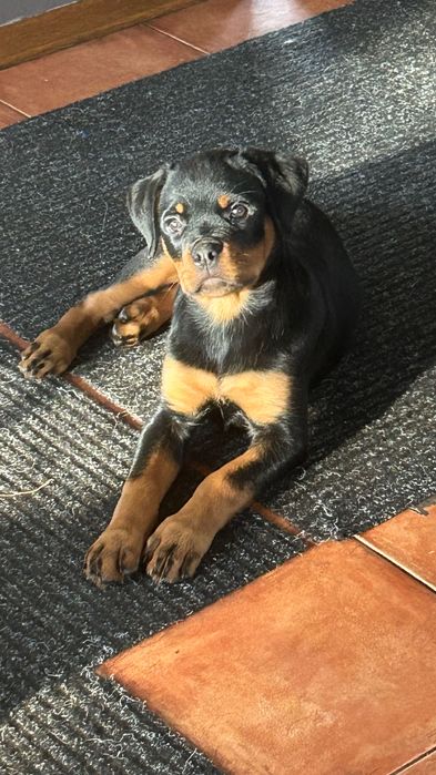 Rottweiler suczka szczenię FCI