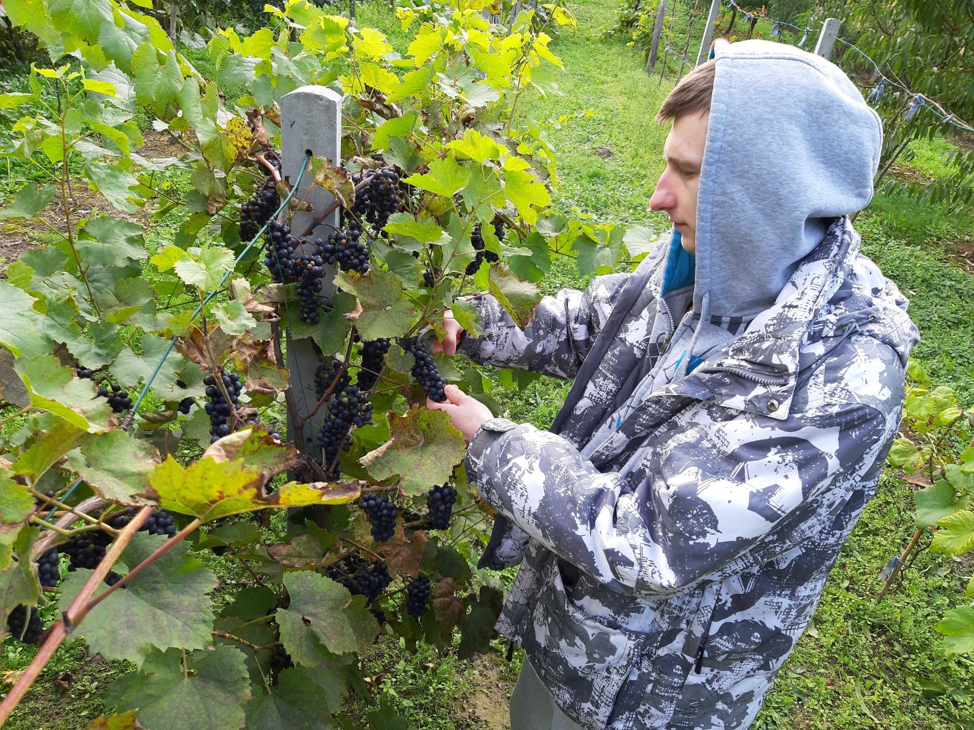 Dżem winogronowy BEZ DODATKU CUKRU domowy 300 gram