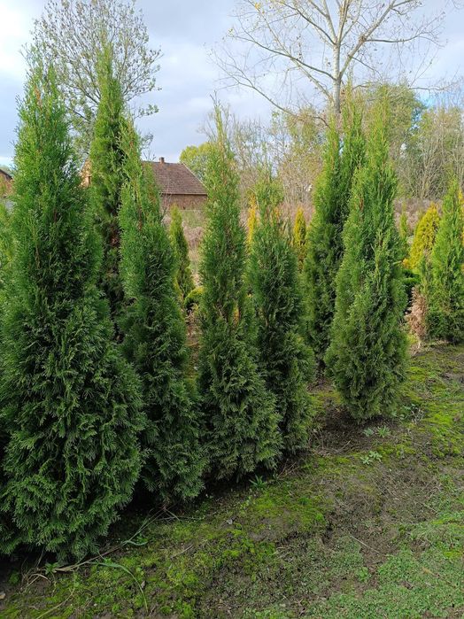 Thuja Szmaragd Tuja Szmaragd od producenta