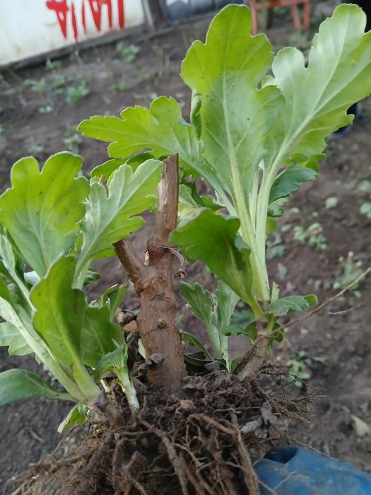 Маточне коріння хризантем