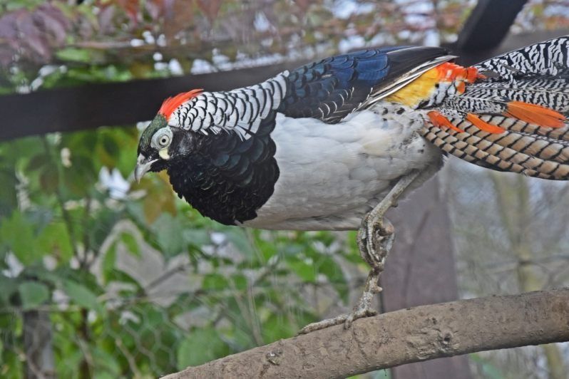 Bażanty diamentowe ozdobne