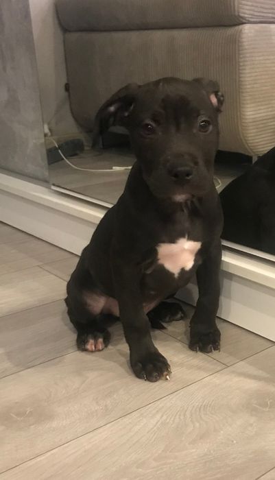 Pitbull piękny piesek