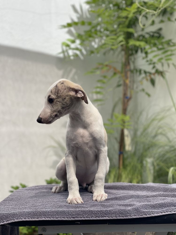 Whippet chłopiec gotowy do odbioru ZKwP Revirado FCI