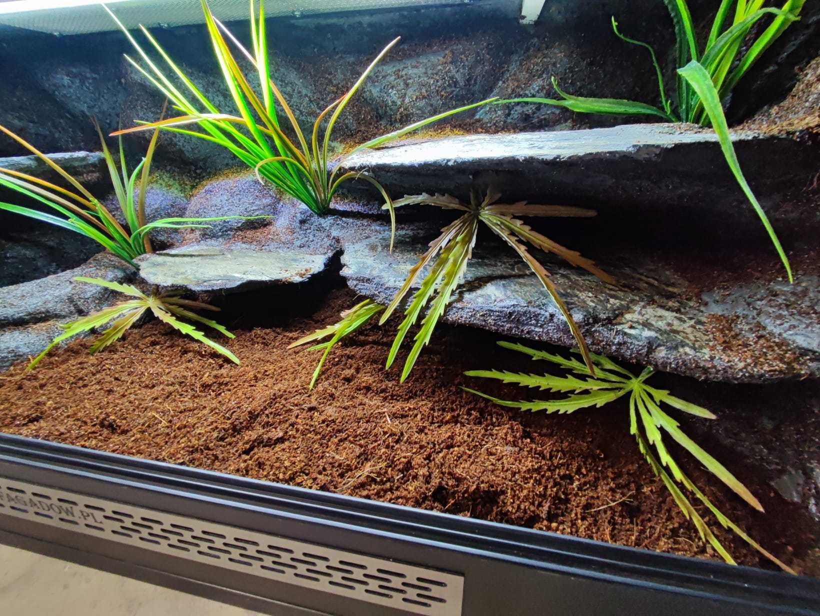 Terrarium nr680 100/40/40 dla węża zbożowego boa pytona NA ZAMÓWIENIE