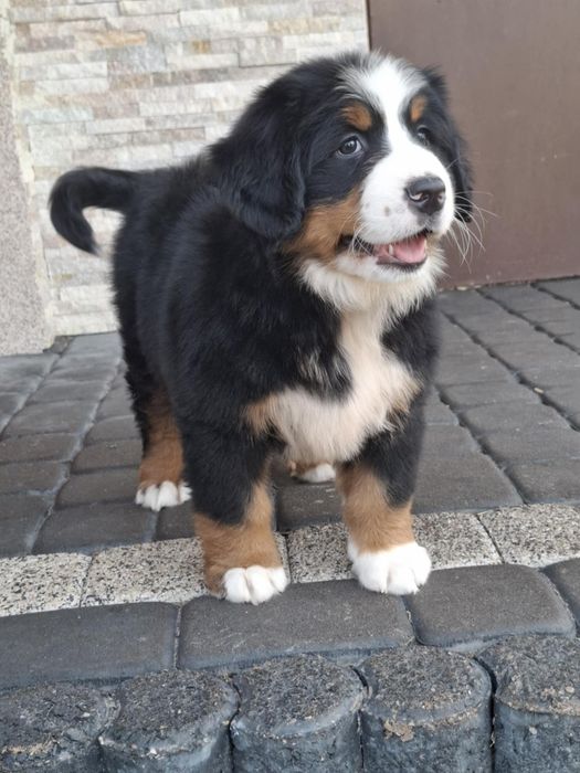 Berneński pies pasterski 8tyg z rodowodem