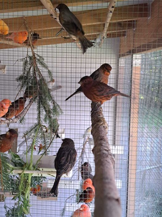 Sprzedam kanarki czerwone oraz czerwono-czarne