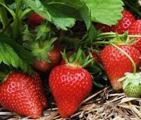 Саджанці (розсада) полуниці домашня homemade strawberries