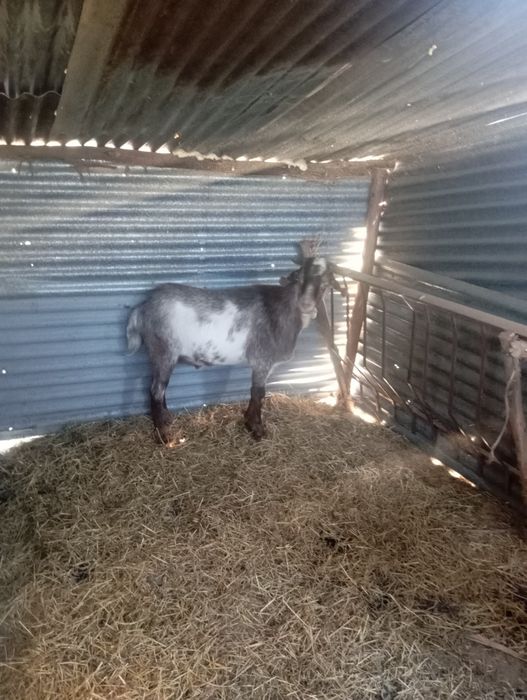 Chibo  1 ano e meio de idade