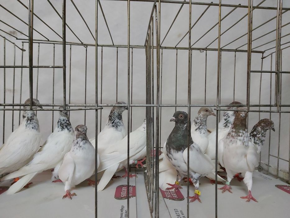 Gołębie Budapeszty Miedziane