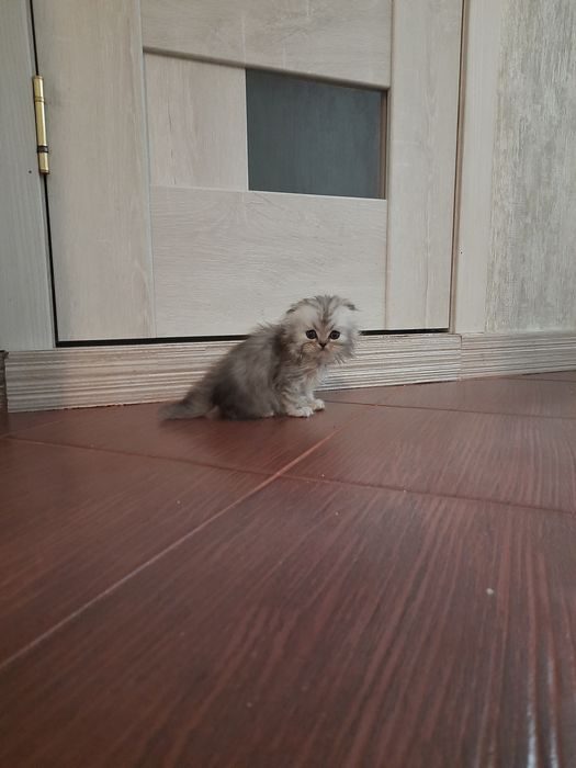 Котята пародистф