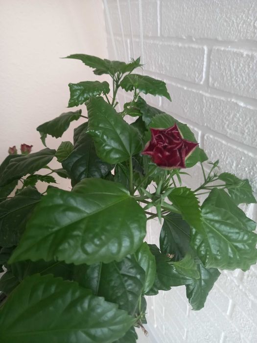 Китайская роза большая и маленькая, гибискус комнатный красный