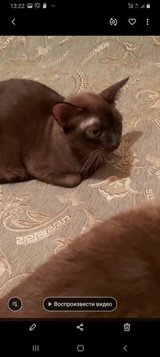 Бурманские котята (бурма)