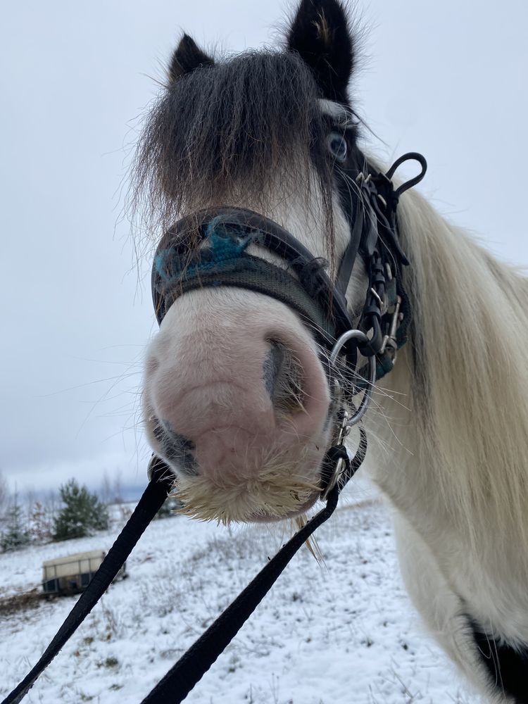 Tinker, irish cob, walach NOWA CENA