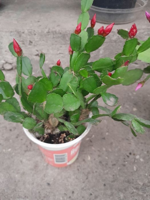 Різдвяник, пасхальник