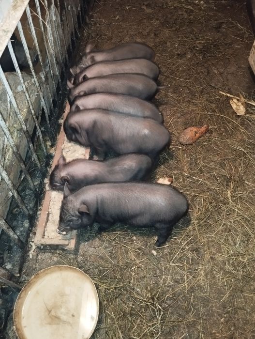 Продам в'єтнамські поросята
