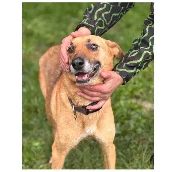 Руна, активная собака в добрые руки