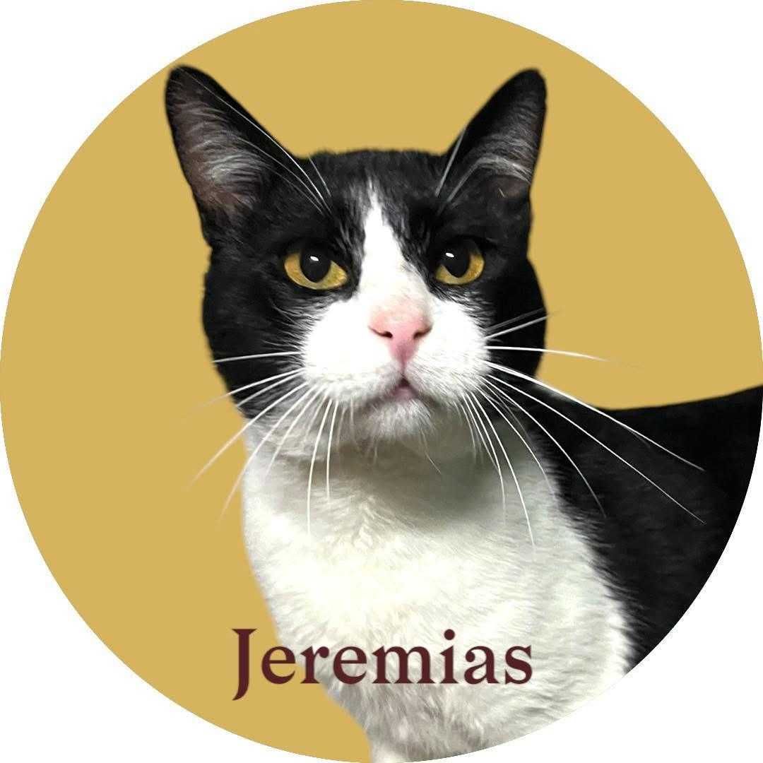 Gato para Adoção Responsável