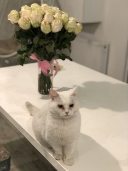 Пропала кошка