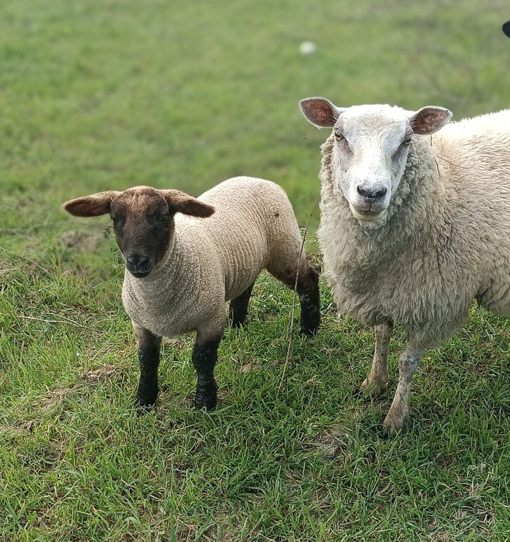 Ovelha raça texel mais borrega