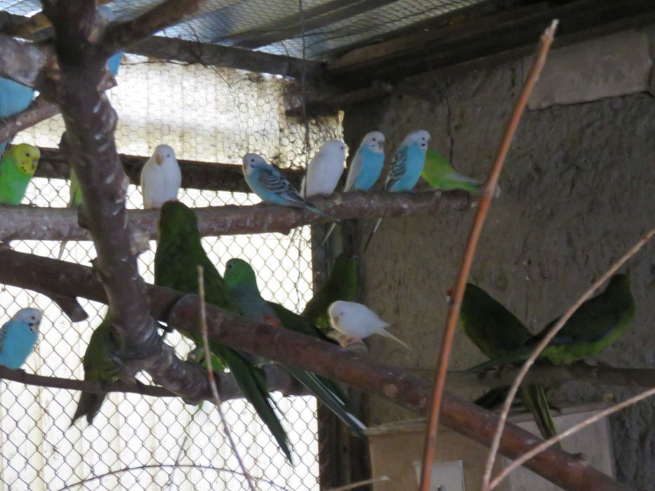 Papugi faliste młode