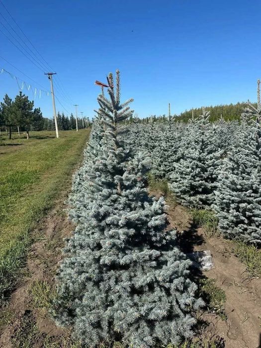 Ялина колюча “Супер Блю Сідлінг”, 140-170см. Ялинки в горщиках, гурт